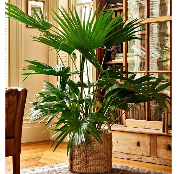 06-cay-phong-thuy-1.jpg 3 NASA, cây cảnh