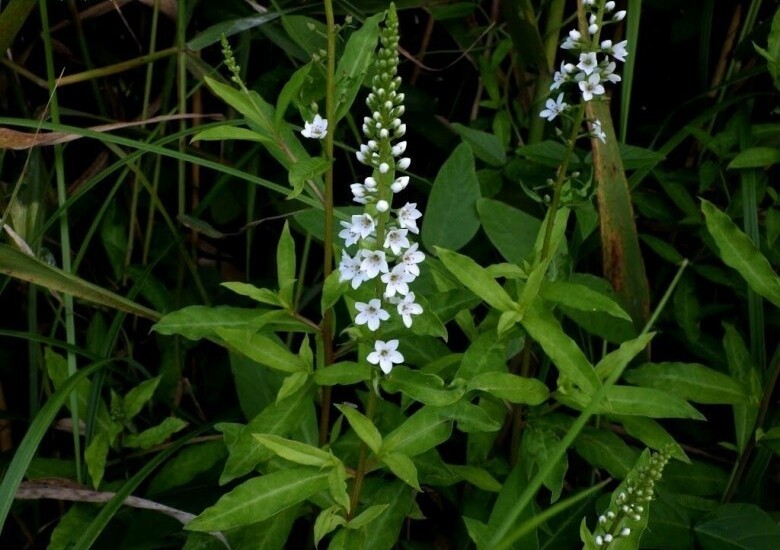 Loại rau tên đẹp như những vì sao lại là rau dại mọc đầy xưa chỉ người nghèo ăn, nay mới biết là vị thuốc quý 2 Loại rau tên đẹp như những vì sao lại là rau dại mọc đầy xưa chỉ người nghèo ăn, nay mới biết là vị thuốc quý - 2