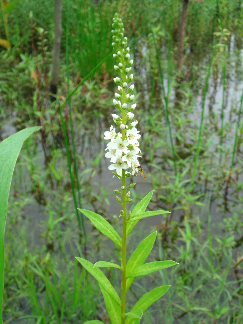 Loại rau tên đẹp như những vì sao lại là rau dại mọc đầy xưa chỉ người nghèo ăn, nay mới biết là vị thuốc quý 3 Loại rau tên đẹp như những vì sao lại là rau dại mọc đầy xưa chỉ người nghèo ăn, nay mới biết là vị thuốc quý - 3