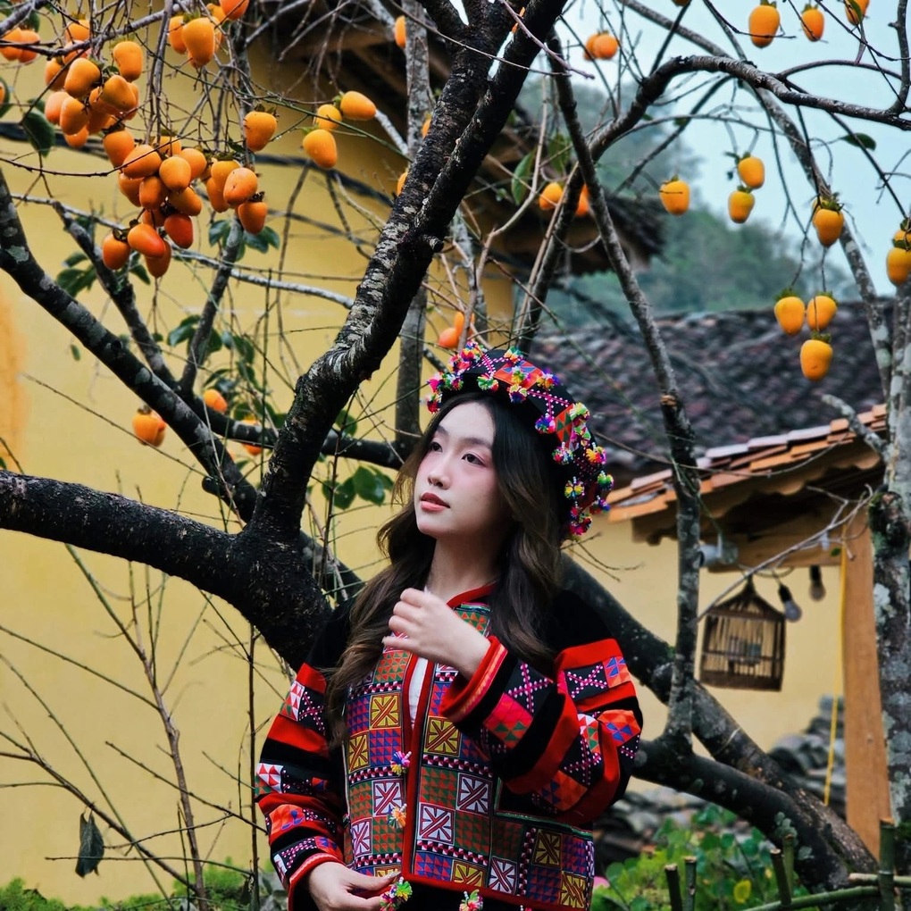 Cây hồng vô danh ở Hà Giang nổi như cồn, các nàng thơ đứng kín chờ chụp ảnh - 2