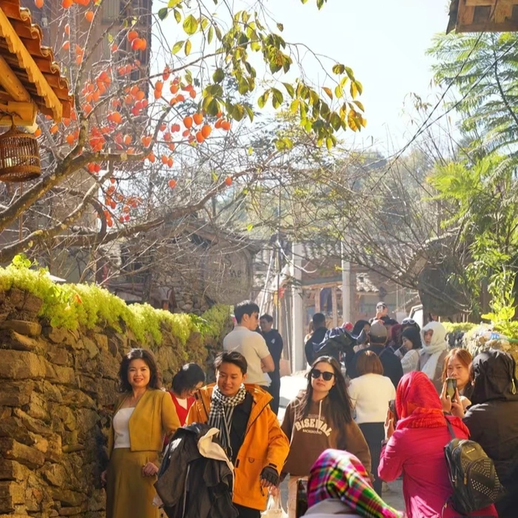 Cây hồng vô danh ở Hà Giang nổi như cồn, các nàng thơ đứng kín chờ chụp ảnh - 3