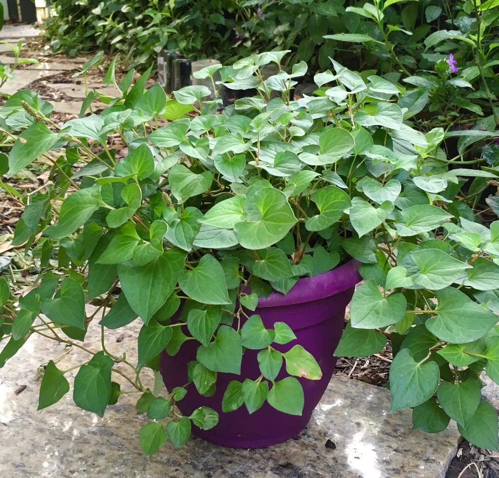 Loại rau người Trung Quốc ví là 