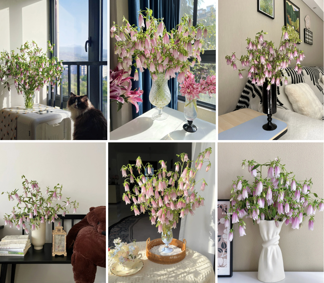 Tím lịm những chiếc “chuông gió” bé xíu: Loài hoa nhìn là muốn bưng cả bình về nhà chơi Tết- Ảnh 2.