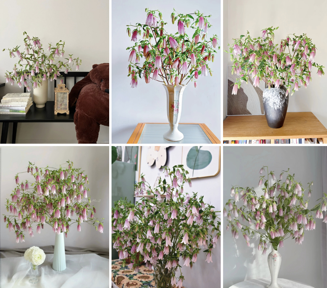 Tím lịm những chiếc “chuông gió” bé xíu: Loài hoa nhìn là muốn bưng cả bình về nhà chơi Tết- Ảnh 3.