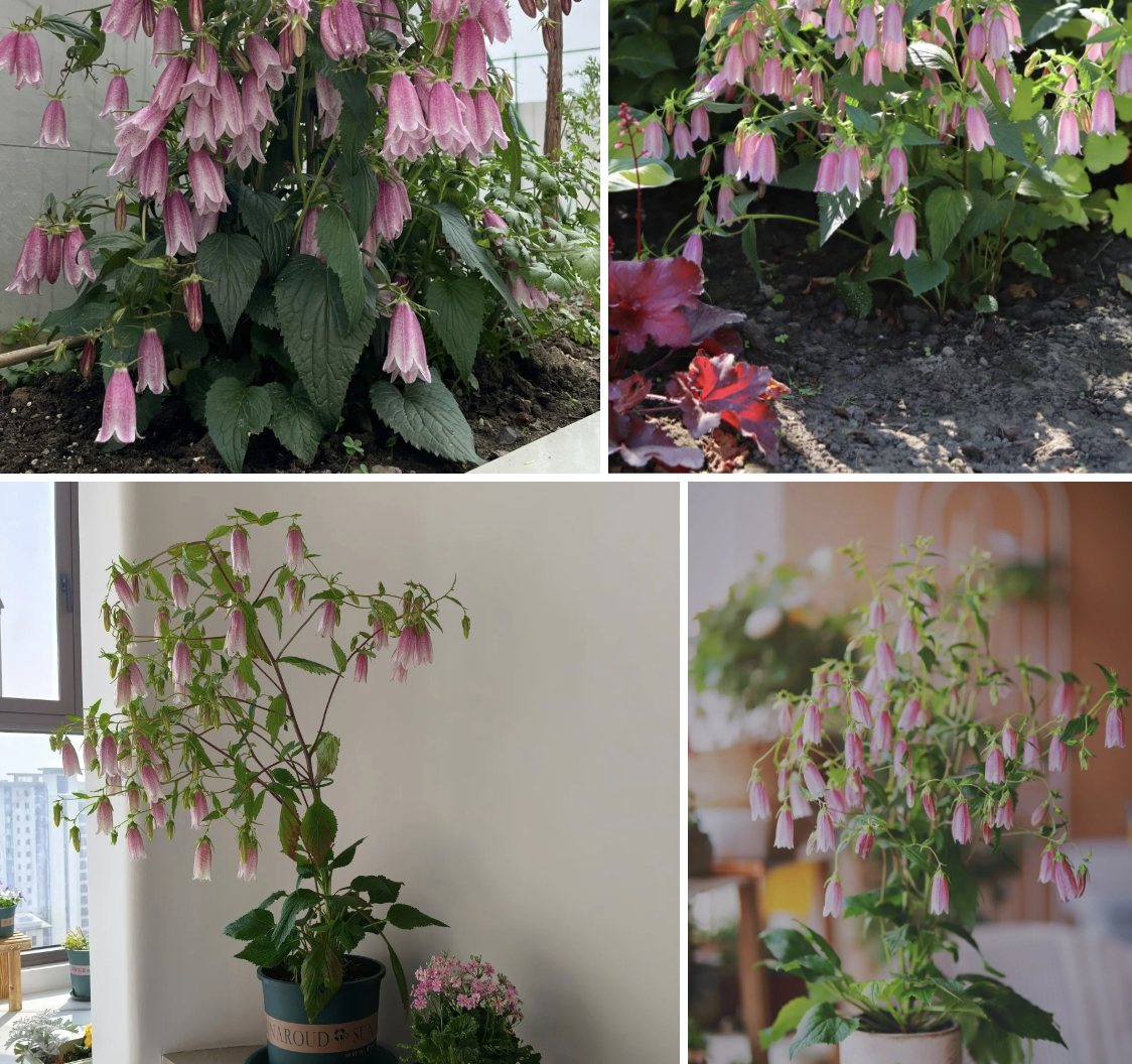 Tím lịm những chiếc “chuông gió” bé xíu: Loài hoa nhìn là muốn bưng cả bình về nhà chơi Tết- Ảnh 4.