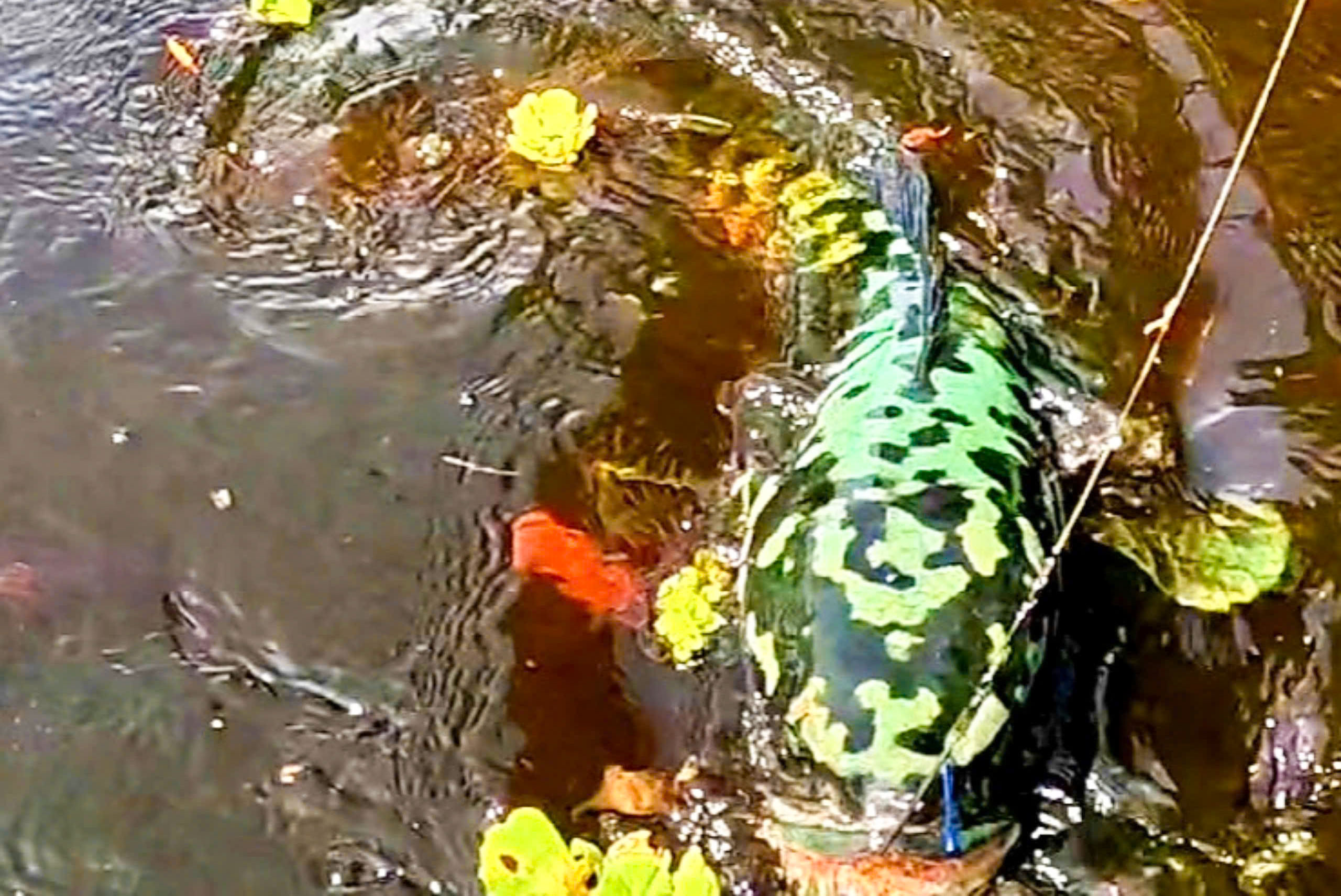 u minh thượng - Ảnh 4.