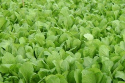 Rau cải xanh 'kỵ' gì, những người sau không nên ăn cải xanh