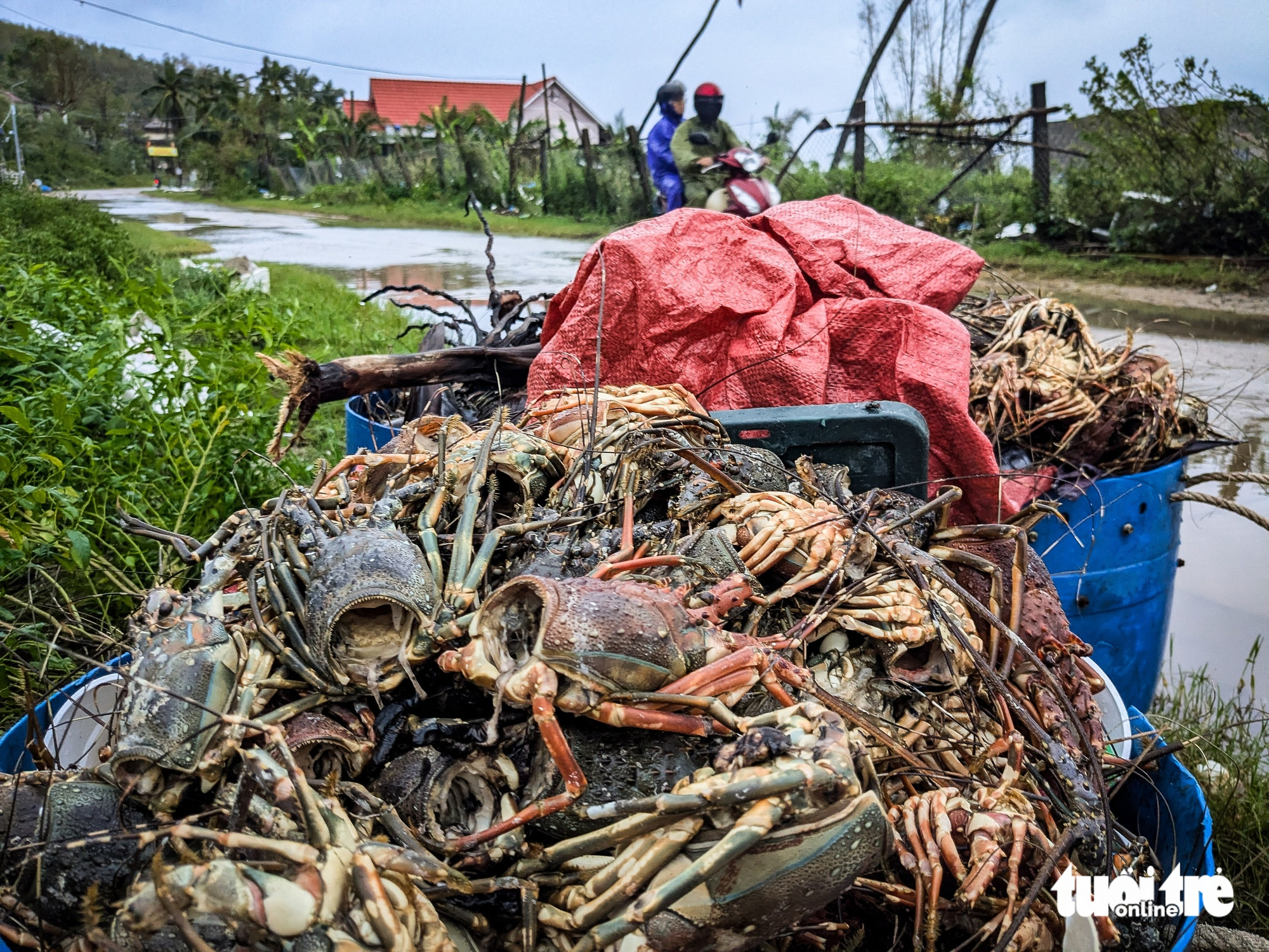 Hơn 3.000 tỉ đồng chìm dưới vịnh Xuân Đài, thủ phủ tôm hùm Sông Cầu tan tác- Ảnh 3.