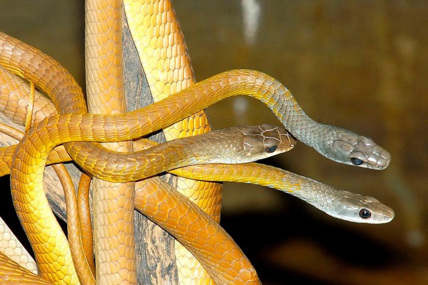 5 dấu hiệu trong sân vườn cho thấy có rắn đang trú ngụ nhưng nhiều người không biết- Ảnh 3. 5 dấu hiệu trong sân vườn cho thấy có rắn đang trú ngụ nhưng nhiều người không biết- Ảnh 3.