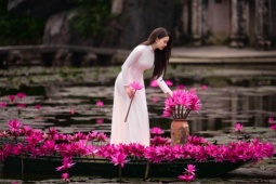 Say đắm mùa hoa súng đẹp như tranh giữa non nước Ninh Bình