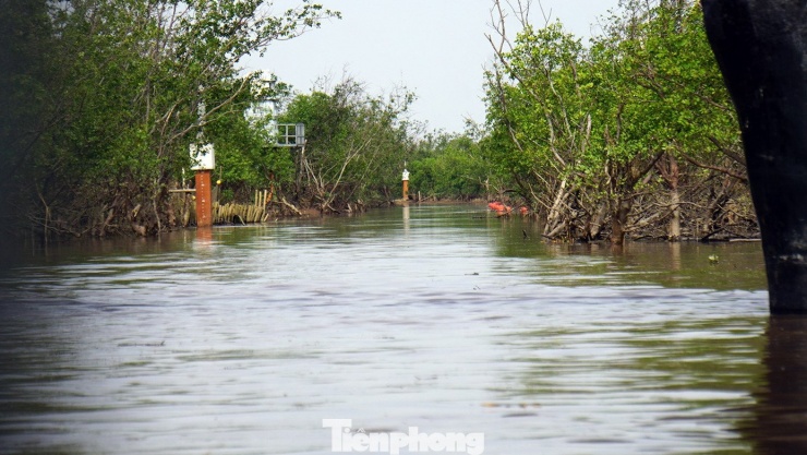 Du khách thích thú trải nghiệm rừng ngập mặn ở Đồ Sơn - 8