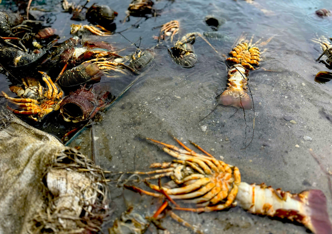 Tôm hùm chết sạch, chất đống bốc mùi hôi thối sau lũ- Ảnh 4.