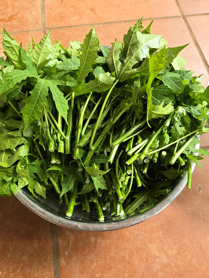 Loại rau giòn ngọt như mì chính nhưng 90% người không biết, đem nấu món gì cũng ngon vì cực gây "nghiện" 2 Loại rau giòn ngọt như mì chính nhưng 90% người không biết, đem nấu món gì cũng ngon vì cực gây amp;#34;nghiệnamp;#34; - 2