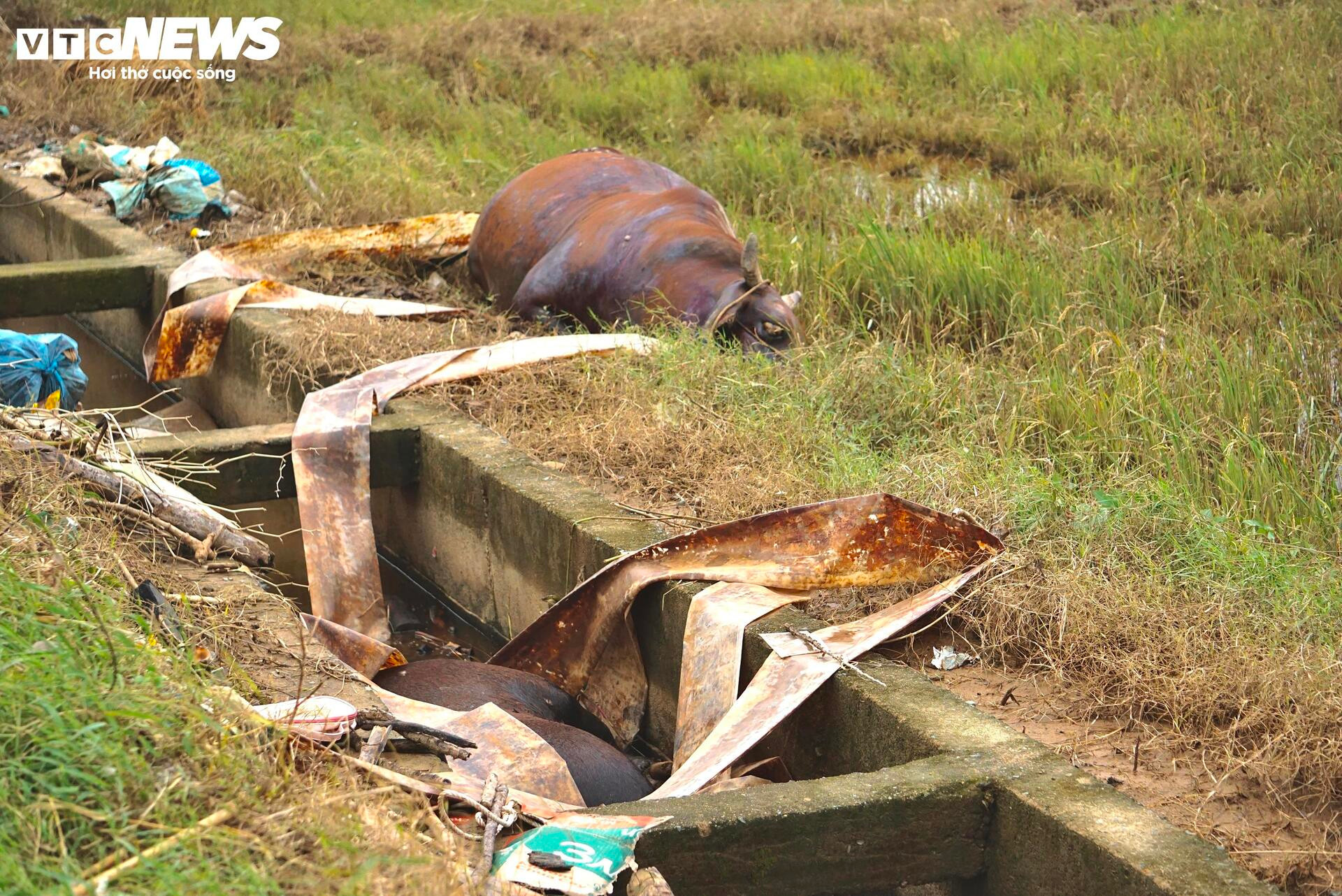 'Rốn lũ' Hoà Thịnh 6 ngày sau 'đại hồng thuỷ': Hoang tàn và trĩu nặng lo âu- Ảnh 3.