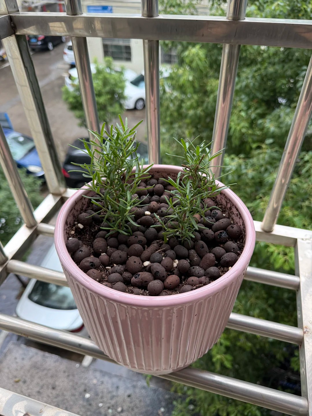 Trồng hương thảo thủy canh tại nhà: Giải pháp cho góc bếp xanh mát - Ảnh 17.