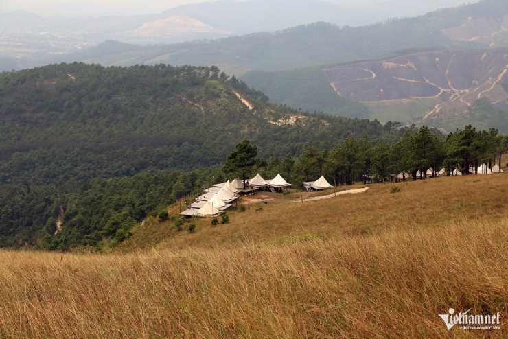 Cỏ ngả vàng như tấm đệm mềm mại lưng chừng núi