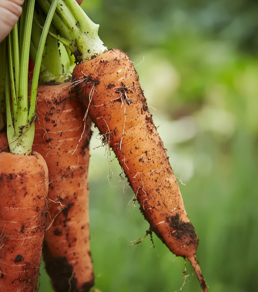 5 loại rau tốt ngang nhân sâm mùa này, đi chợ thấy phải MUA ngay- Ảnh 5.