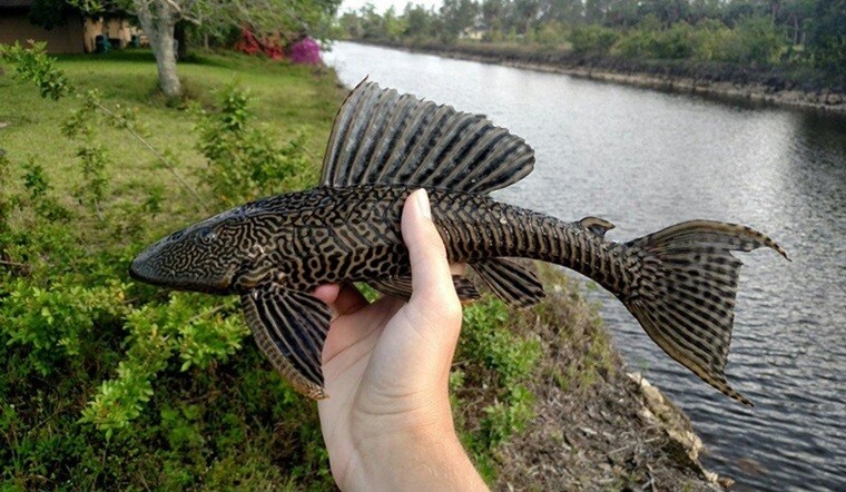 Loài cá nghe tên lạ có vẻ ngoài xấu xí là đặc sản độc lạ miền Tây, xưa bị ghét bỏ nay người dân lùng ăn 2 Loài cá nghe tên lạ có vẻ ngoài xấu xí là đặc sản độc lạ miền Tây, xưa bị ghét bỏ nay người dân lùng ăn - 2