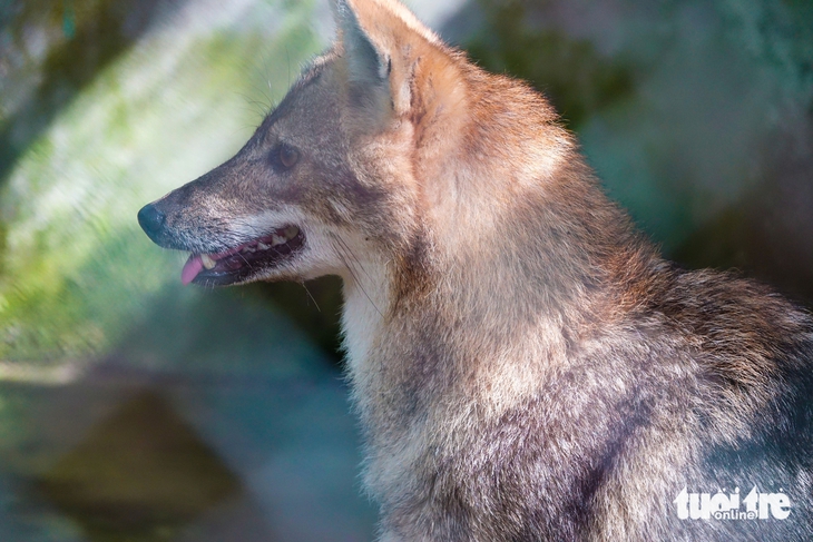 Bên trong khu cứu hộ động vật hoang dã quý hiếm bậc nhất miền Tây 3 Động vật hoang dã - Ảnh 3.