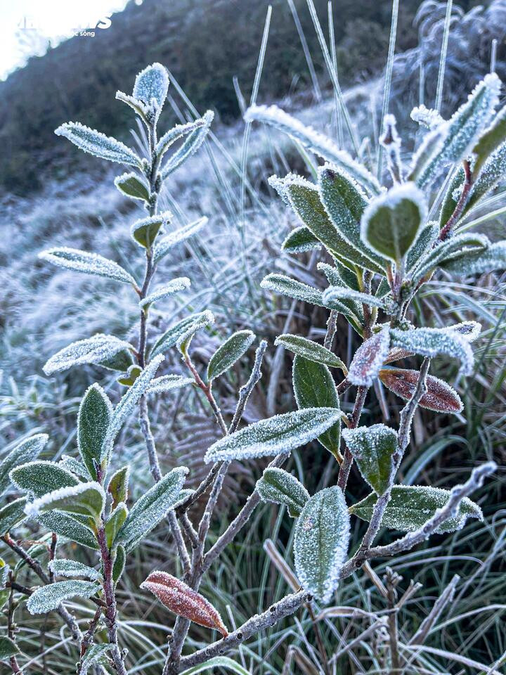 Y Tý xuất hiện băng giá, những tán cây rừng đẹp kỳ ảo- Ảnh 5.