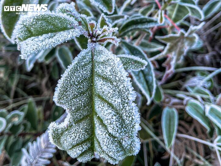 Y Tý xuất hiện băng giá, những tán cây rừng đẹp kỳ ảo- Ảnh 7.