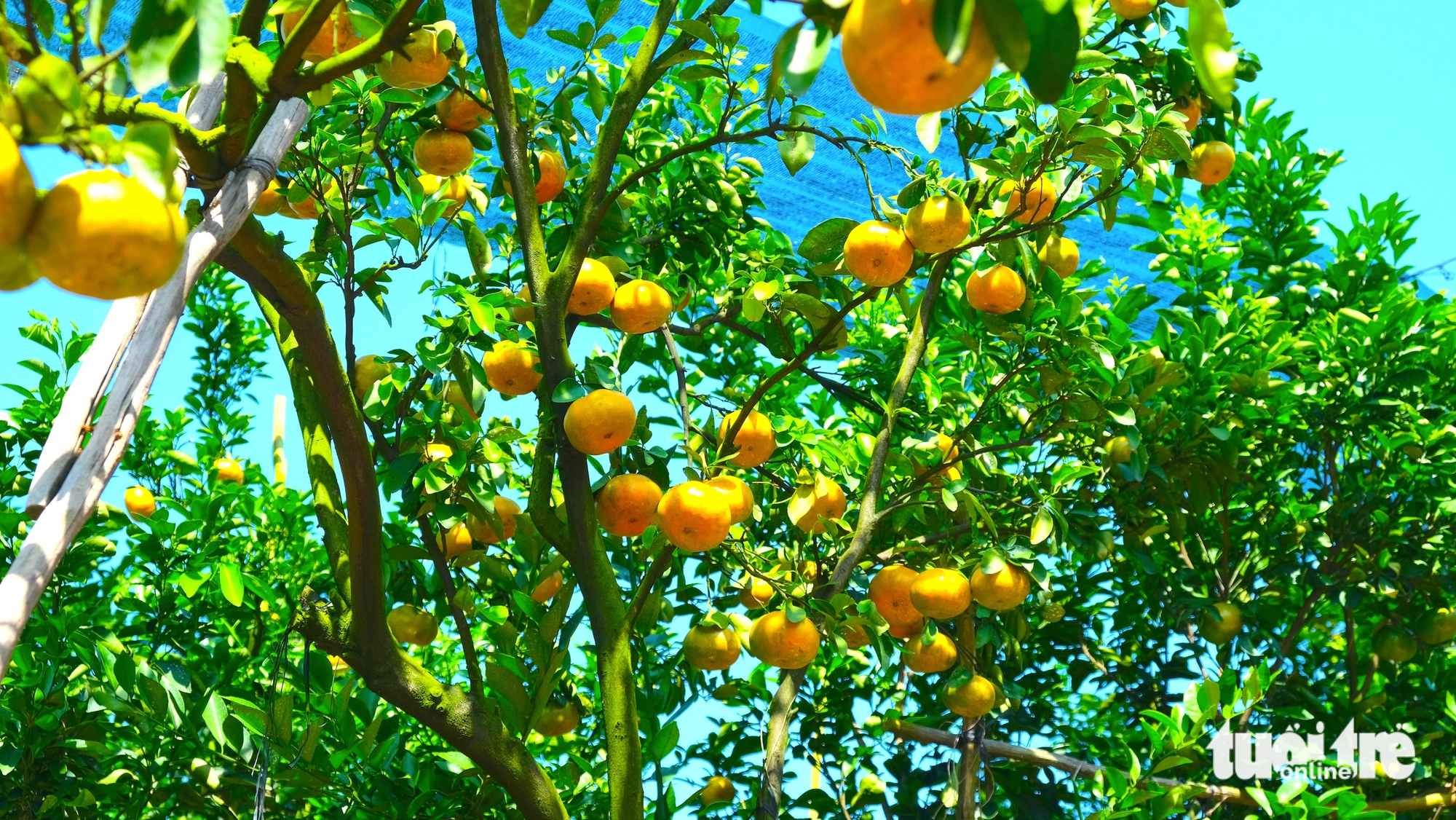 Nhà vườn Đồng Tháp tất bật vào vụ quýt Tết và mở cửa đón khách tham quan - Ảnh 2.
