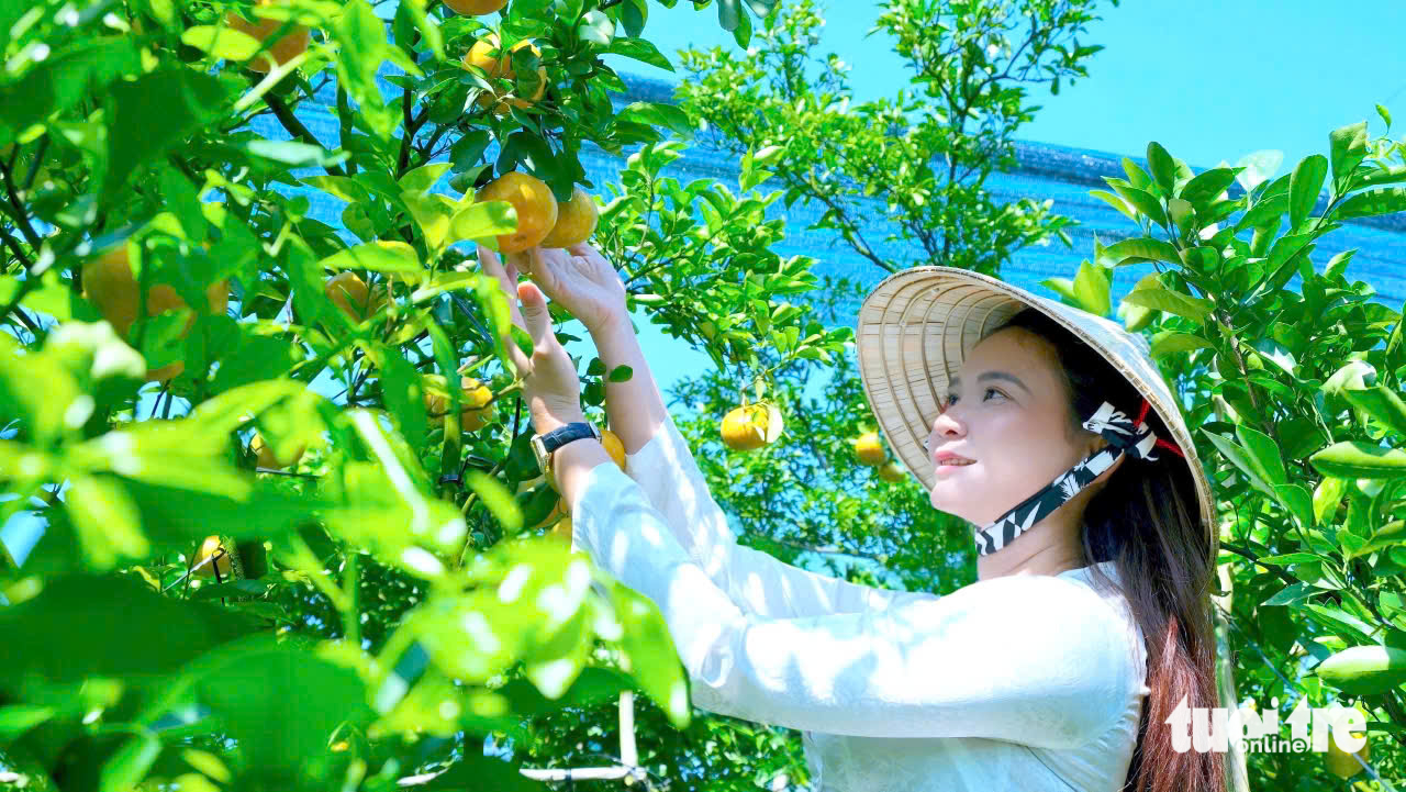 quýt hồng - Ảnh 3.