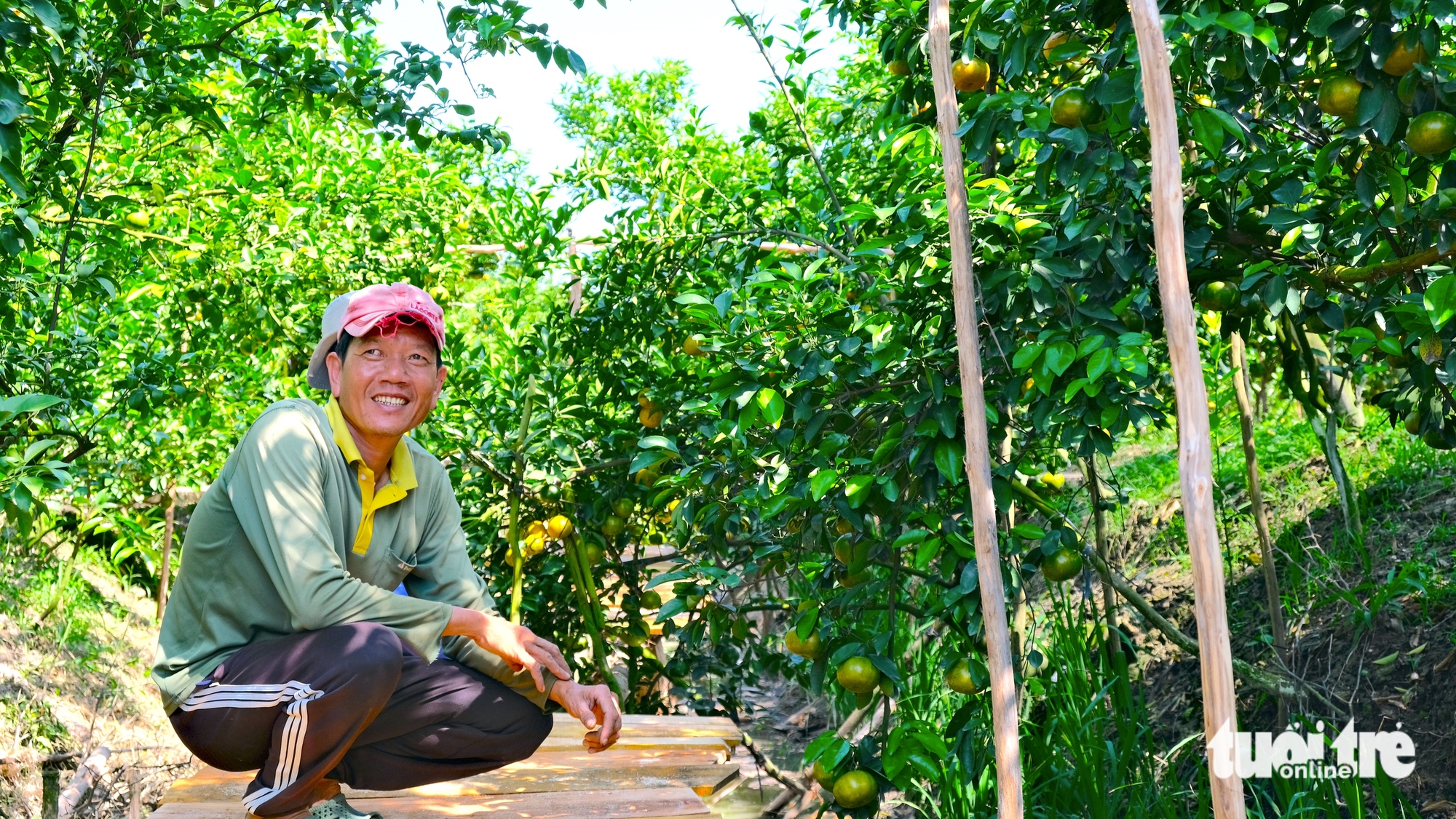 quýt hồng - Ảnh 5.