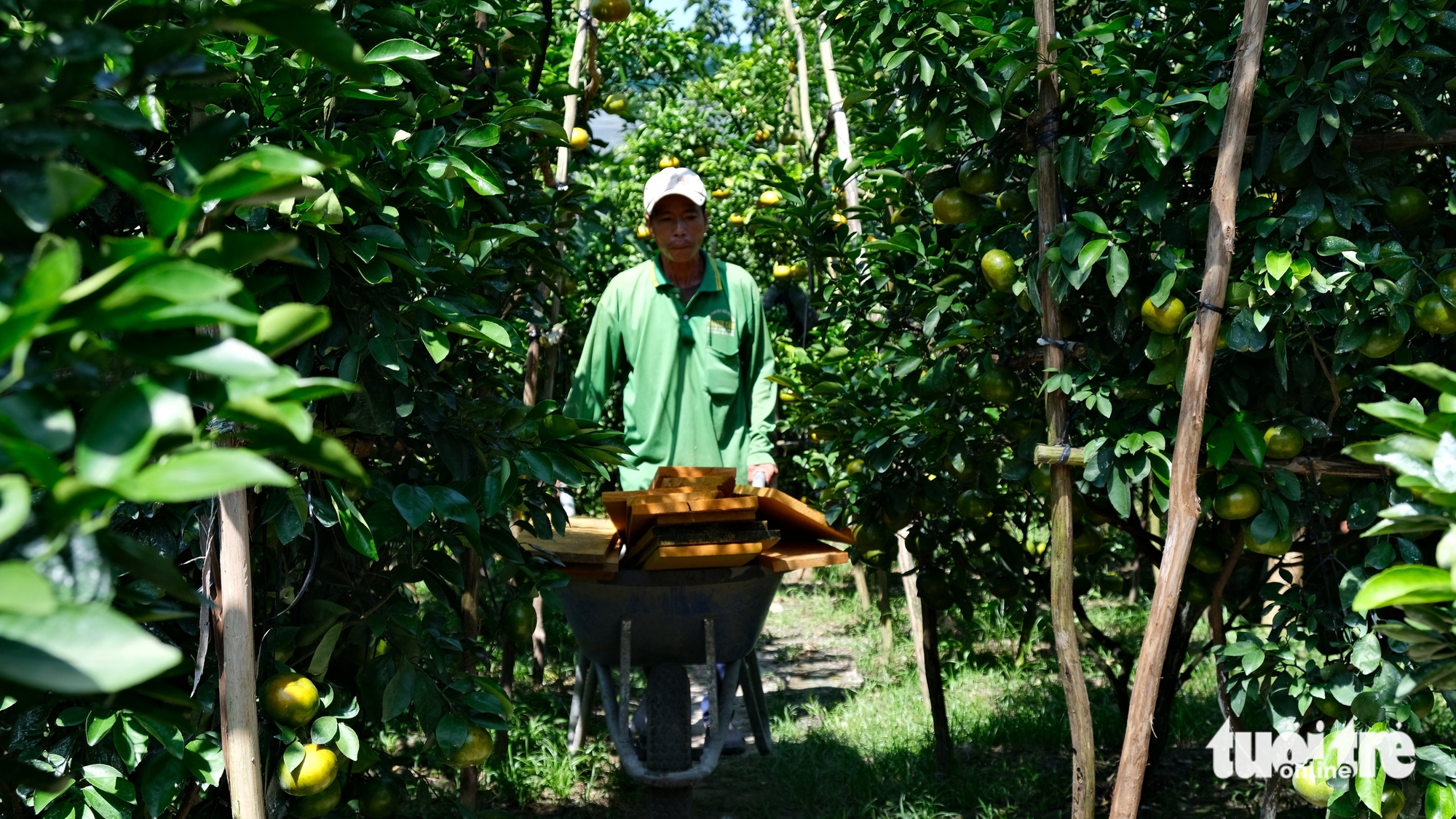 Nhà vườn Đồng Tháp tất bật vào vụ quýt Tết và mở cửa đón khách tham quan - Ảnh 7.