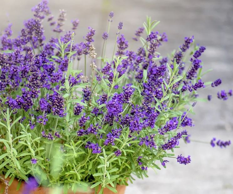 5 loại cây là 5 loại cây là