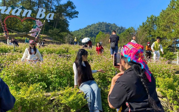 Gen Z rủ nhau lên núi săn mây, ngắm hoa tam giác mạch - 2