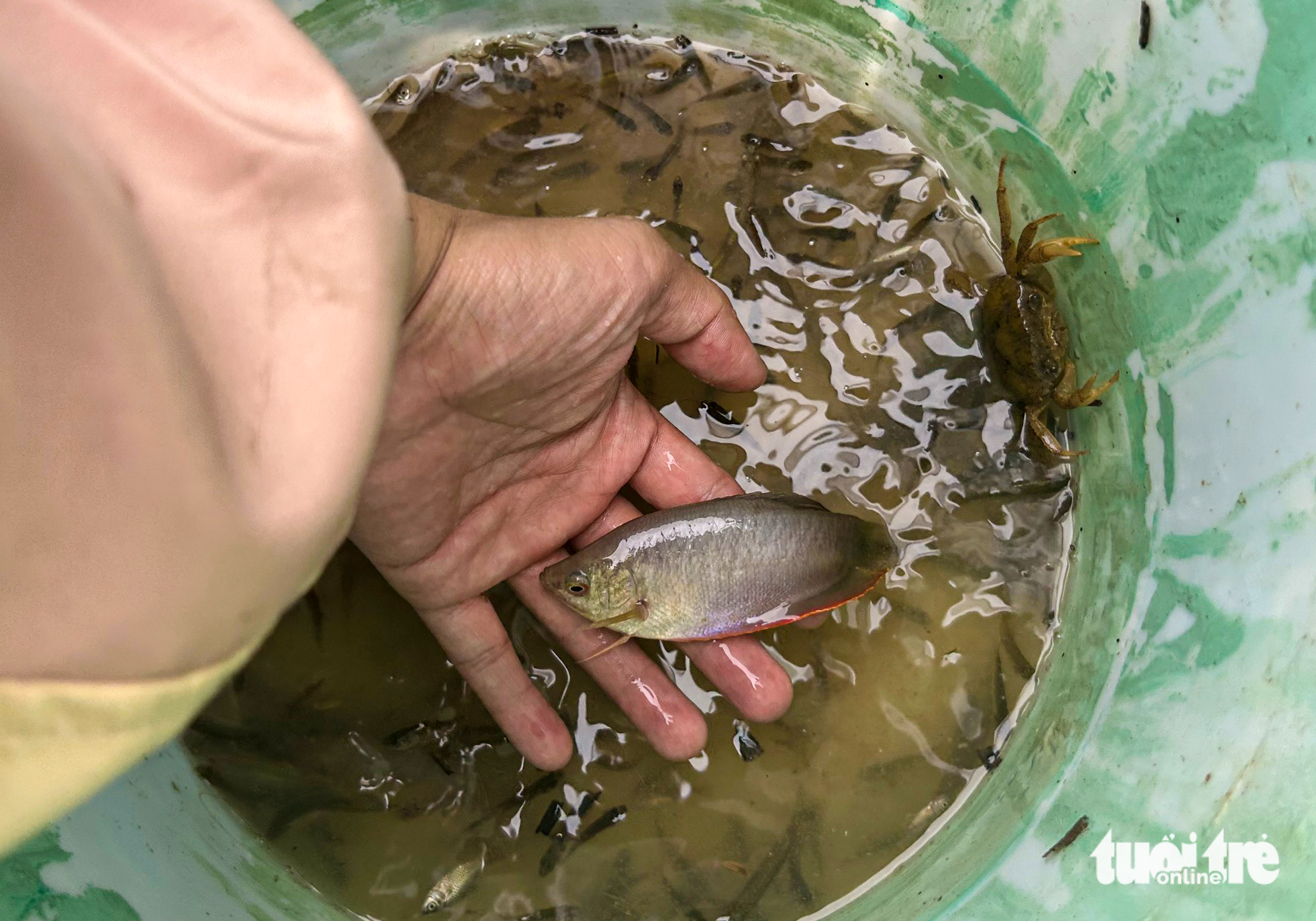 bắt cá - Ảnh 4.