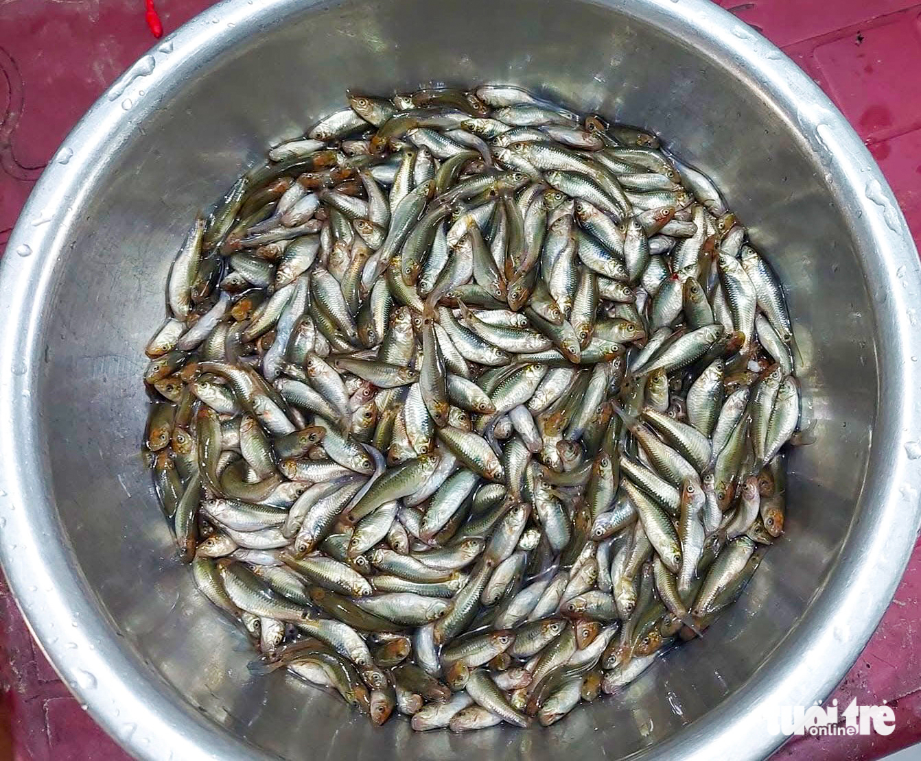 bắt cá - Ảnh 7.