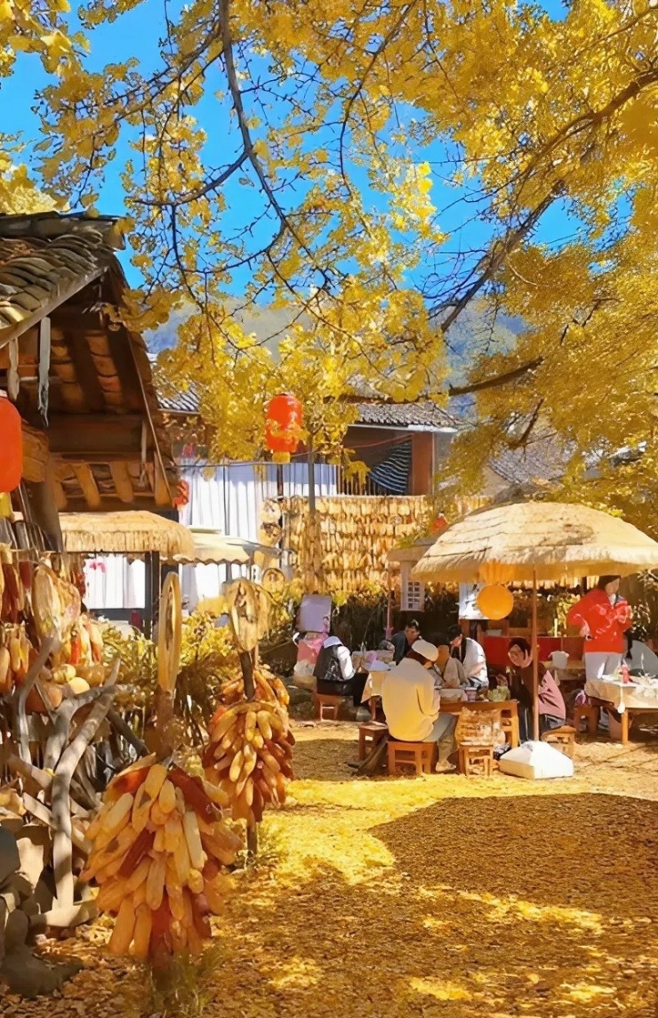 Đằng Xung mùa lá bạch quả vàng, đẹp như chốn bồng lai - 2