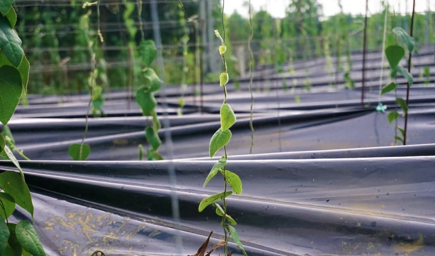 Nông dân đổi đời nhờ trồng loại cây mọc dại: 