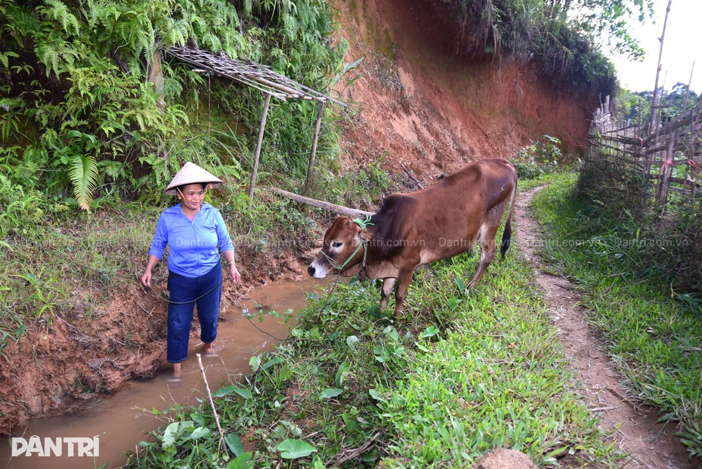 Chồng u bướu, con bệnh hiểm, người phụ nữ chăn bò thuê gồng gánh gia đình - 3
