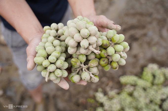Nho mẫu đơn, giống nho chất lượng cao, sắp đến mùa thu hoạch bị nước lũ làm hư hỏng. Ảnh: Bùi Toàn