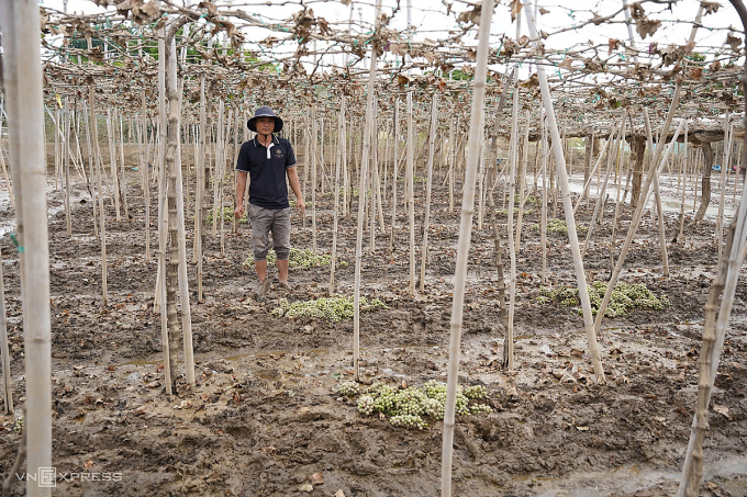 Sào nho mẫu đơn của anh Tống Minh Hoàng ở xã Ninh Phước héo úa sau nhiều ngày ngập trong nước lũ. Ảnh: Bùi Toàn