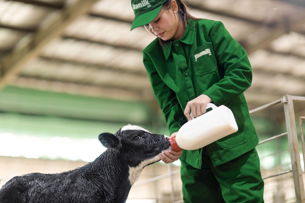 Vinamilk tinh tuyển giống bò thuần chủng để sản xuất sữa tươi A2 cho trẻ em Việt - 2