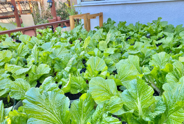 9 mẹo chọn rau sạch, ít thuốc trừ sâu, người không rành đi chợ cũng làm được- Ảnh 2.