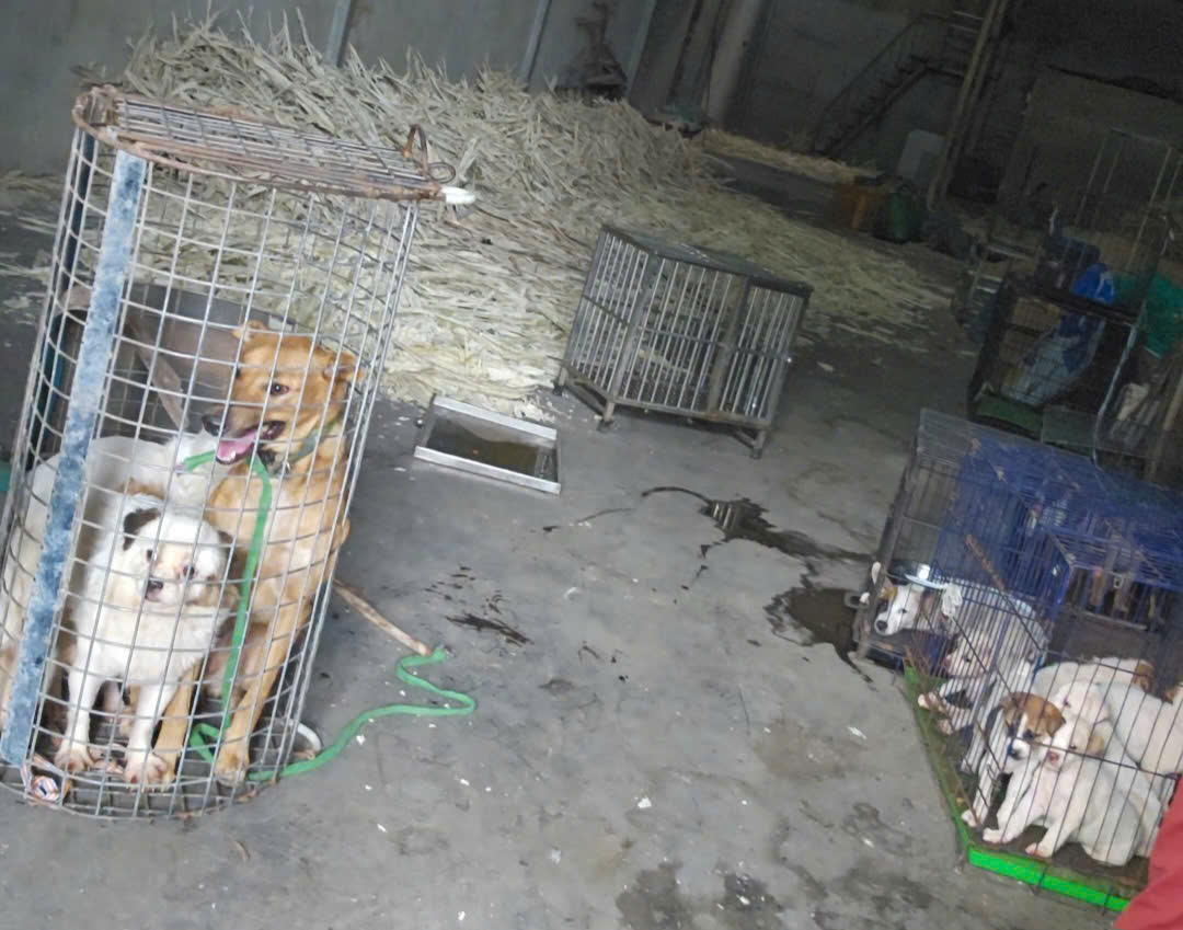 Nhức nhối trộm chó, mèo ở TP.HCM - Kỳ 2: Dùng AI tạo chó giả để lừa tiền chuộc- Ảnh 10.