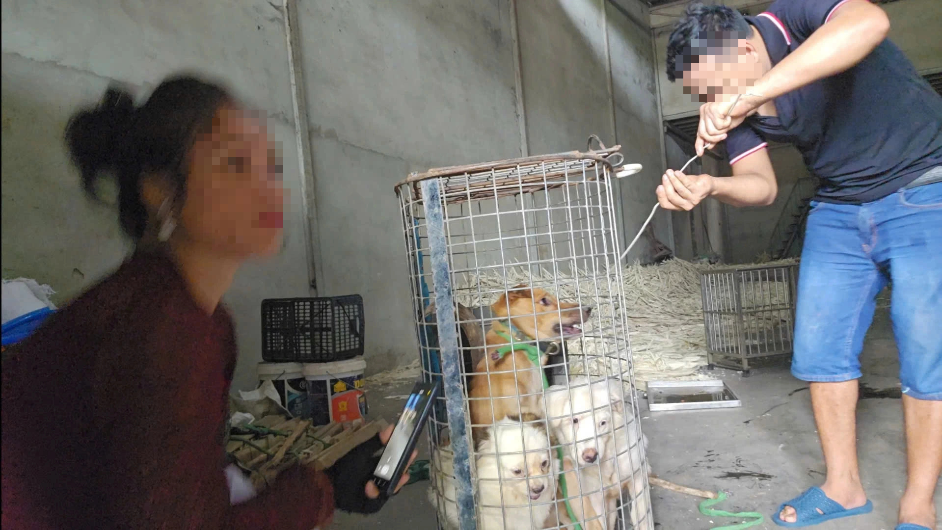 Nhức nhối trộm chó, mèo ở TP.HCM - Kỳ 2: Dùng AI tạo chó giả để lừa tiền chuộc- Ảnh 11.