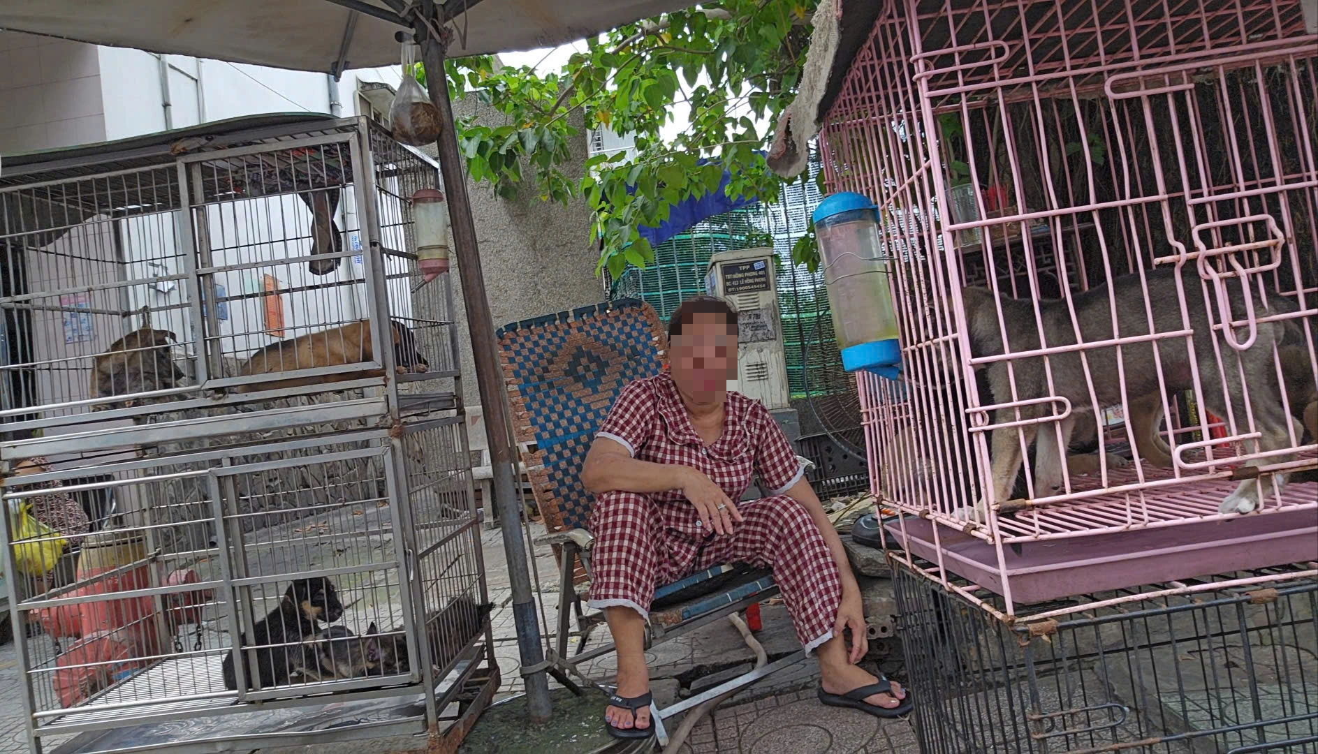 Nhức nhối trộm chó, mèo ở TP.HCM - Kỳ 2: Dùng AI tạo chó giả để lừa tiền chuộc- Ảnh 12.