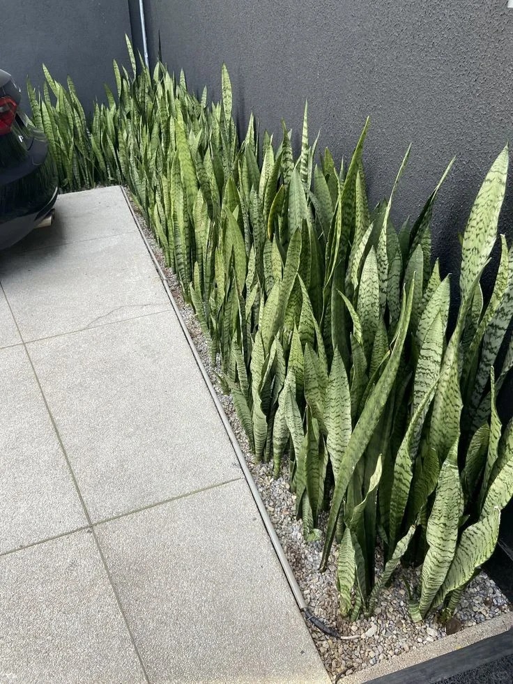 Lưỡi hổ - cây hút tài hay phá tài? cách đặt cây trong nhà đúng phong thủy - Ảnh 2.