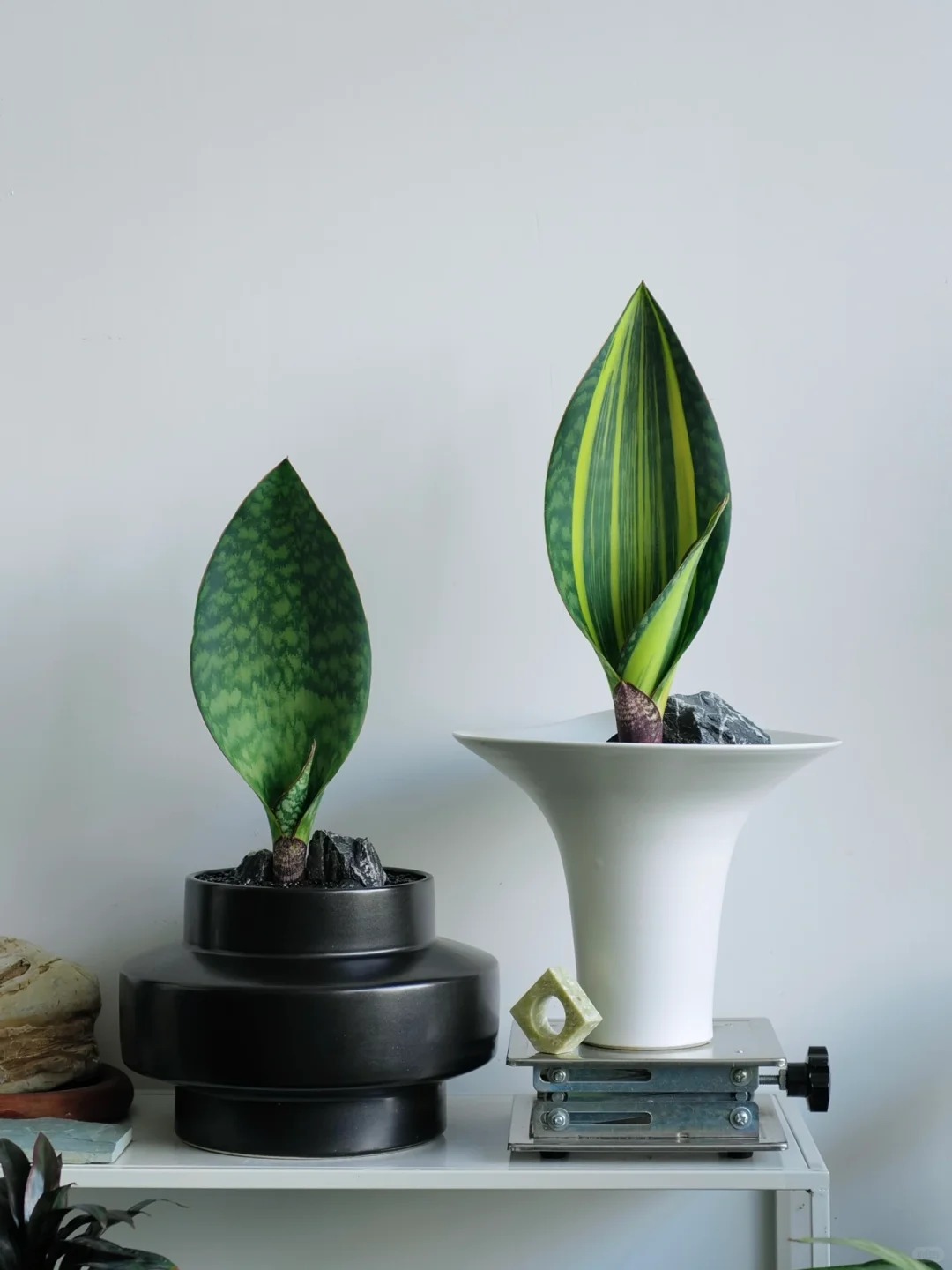 Lưỡi hổ - cây hút tài hay phá tài? cách đặt cây trong nhà đúng phong thủy - Ảnh 12.