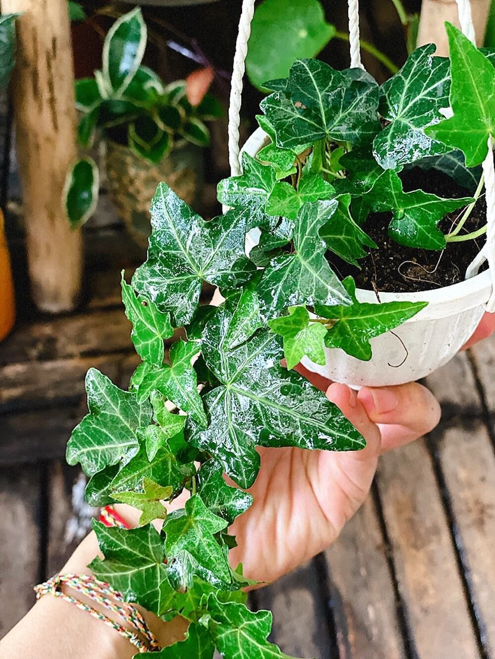 6 cây NASA khuyên trồng trong phòng khách- Ảnh 2.