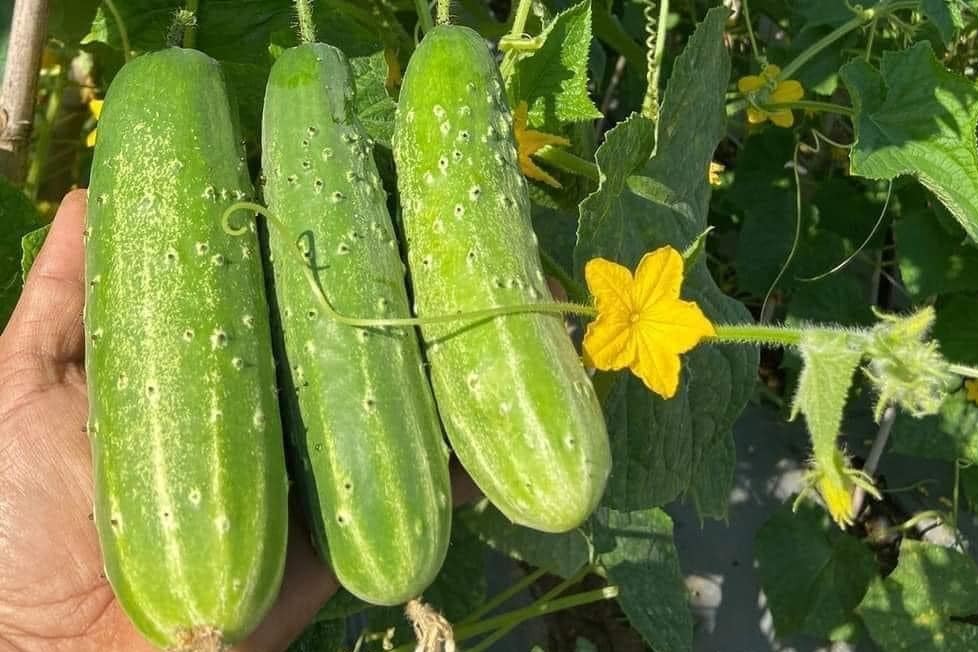 Đi chợ thấy 5 loại quả thì rẻ mấy cũng KHÔNG mua, người bán còn chẳng dám ăn- Ảnh 3. Đi chợ thấy 5 loại quả thì rẻ mấy cũng KHÔNG mua, người bán còn chẳng dám ăn- Ảnh 3.