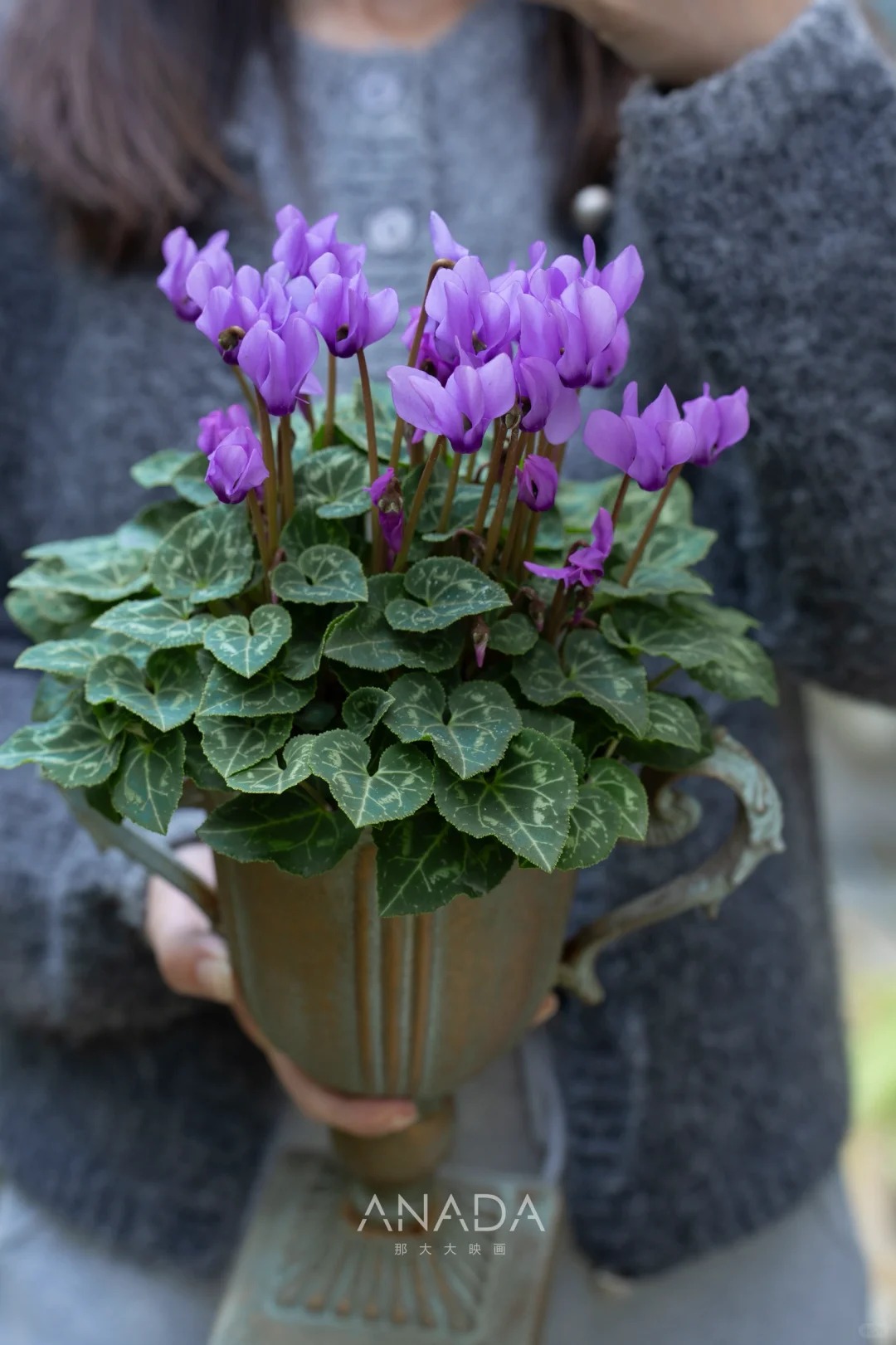 Hoa anh thảo đang hot, vừa dễ trồng lại giúp nhà thêm phúc khí, hoa nở từ Noel đến sau Tết, chị em tha hồ mà chơi- Ảnh 6.