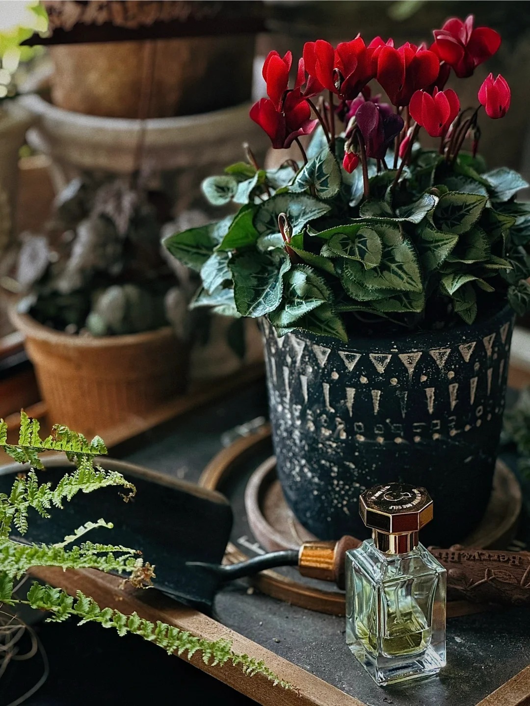 Hoa anh thảo đang hot, vừa dễ trồng lại giúp nhà thêm phúc khí, hoa nở từ Noel đến sau Tết, chị em tha hồ mà chơi- Ảnh 9.