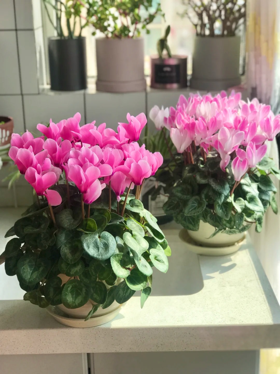 Hoa anh thảo đang hot, vừa dễ trồng lại giúp nhà thêm phúc khí, hoa nở từ Noel đến sau Tết, chị em tha hồ mà chơi- Ảnh 12.